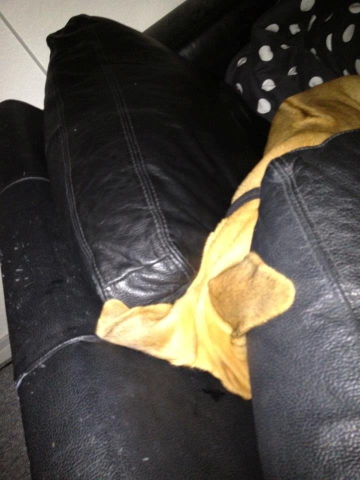 Blanding af racer Casha billede 6