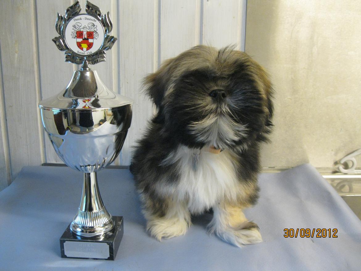 Lhasa apso Mountain High´s Selma - Første udstilling. 
Flot 1. præmie billede 4