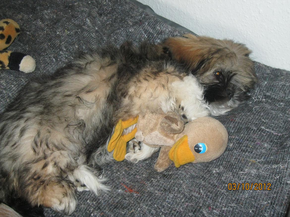 Lhasa apso Mountain High´s Selma - Ynglings legetøj billede 3