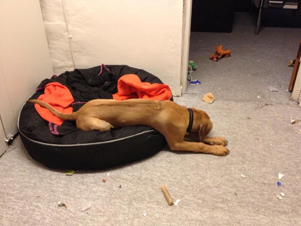 Blanding af racer Casha - Har været dygtig at splitte slting ad og smide det på gulvet! billede 7