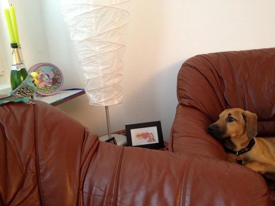 Blanding af racer Casha - Casha og Nelly holder nedstiringskonkurrence! :) billede 10