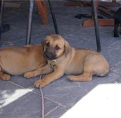 Blanding af racer Casha - Baby'Baby Casha, dengang hun hed Chestnut :) billede 11