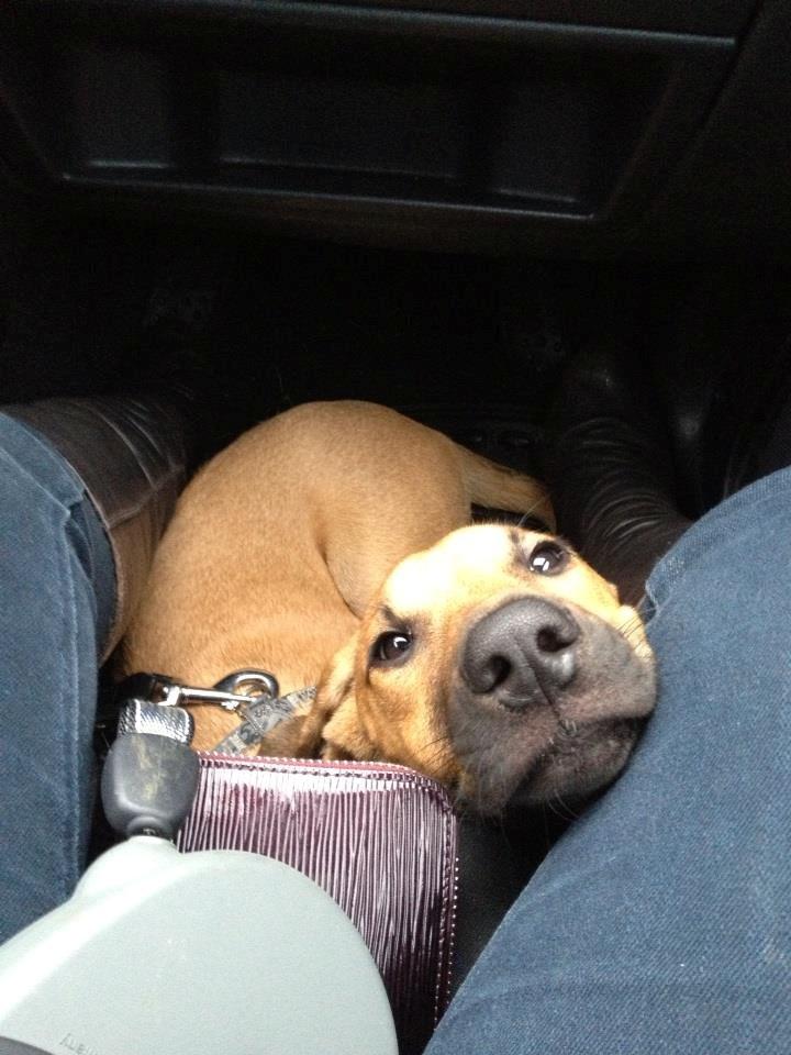 Blanding af racer Casha - Kan godt lide at køre bil sammen med mor :D billede 12