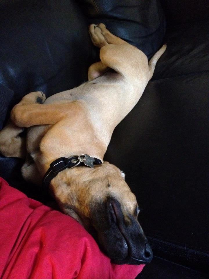 Blanding af racer Casha - God måde at sove på billede 13