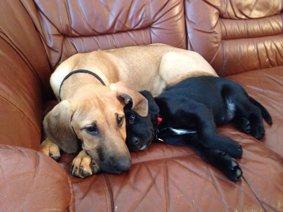 Blanding af racer Casha - De skønneste tøser, Casha og Cocio billede 14