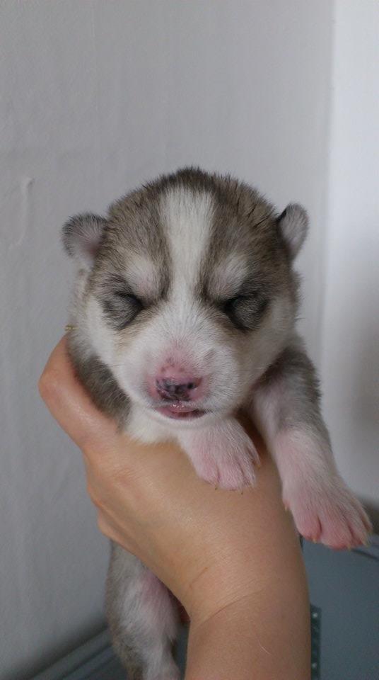Siberian husky Nizmo billede 20