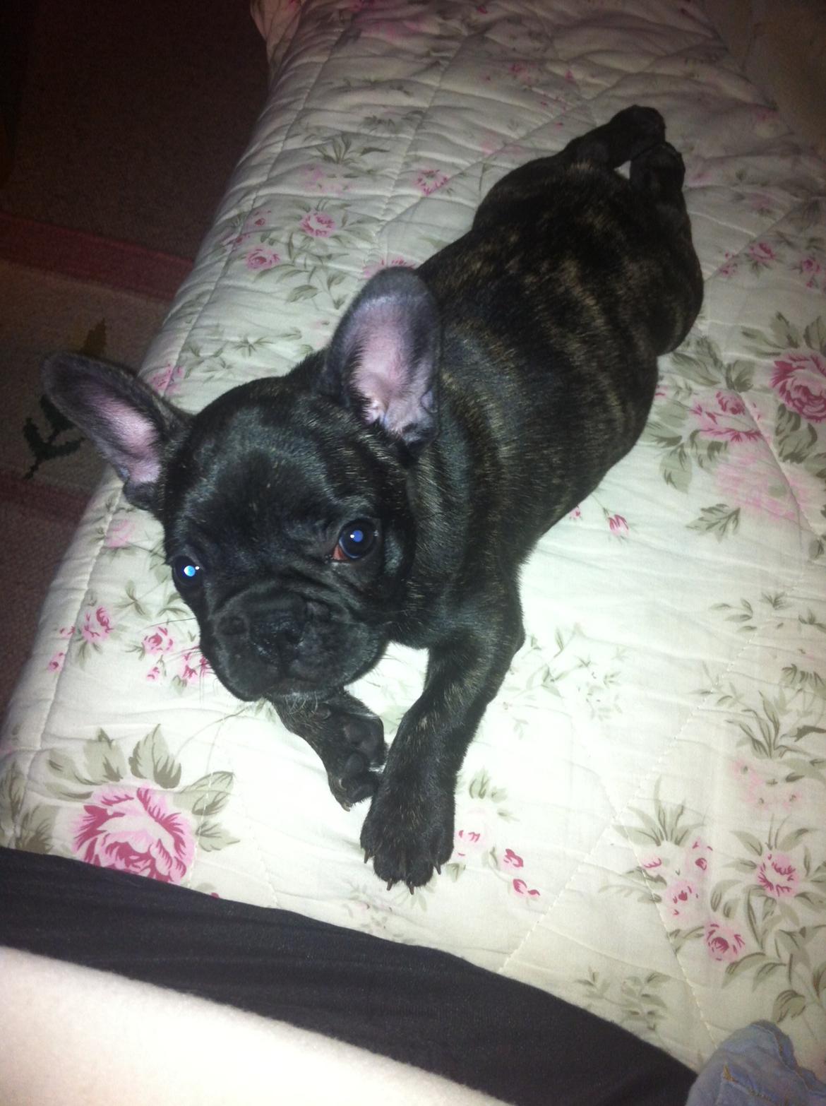 Fransk bulldog Molly - molly i sommerhus, hun nyder tilværelsen :D billede 13