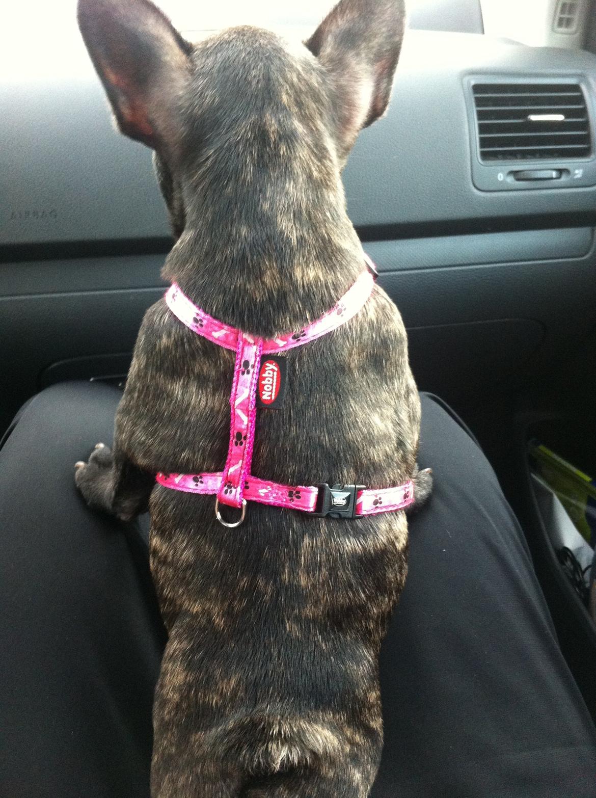 Fransk bulldog Molly - prinsessen elsker og køre bil, hun skal da lige se hvad der sker :D billede 14