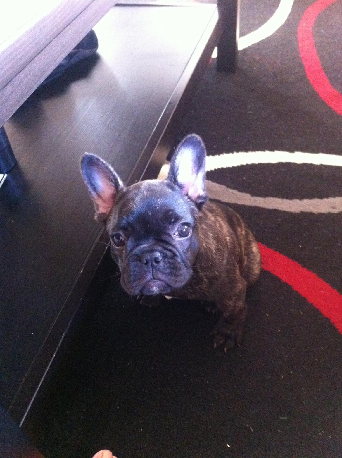 Fransk bulldog Molly billede 15