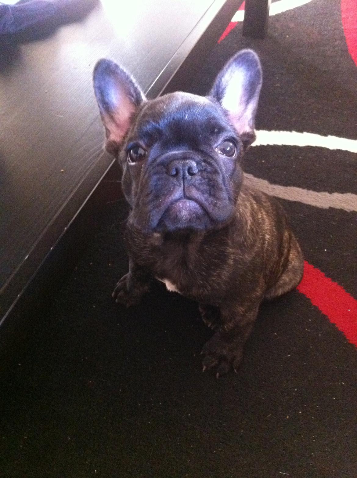 Fransk bulldog Molly billede 16