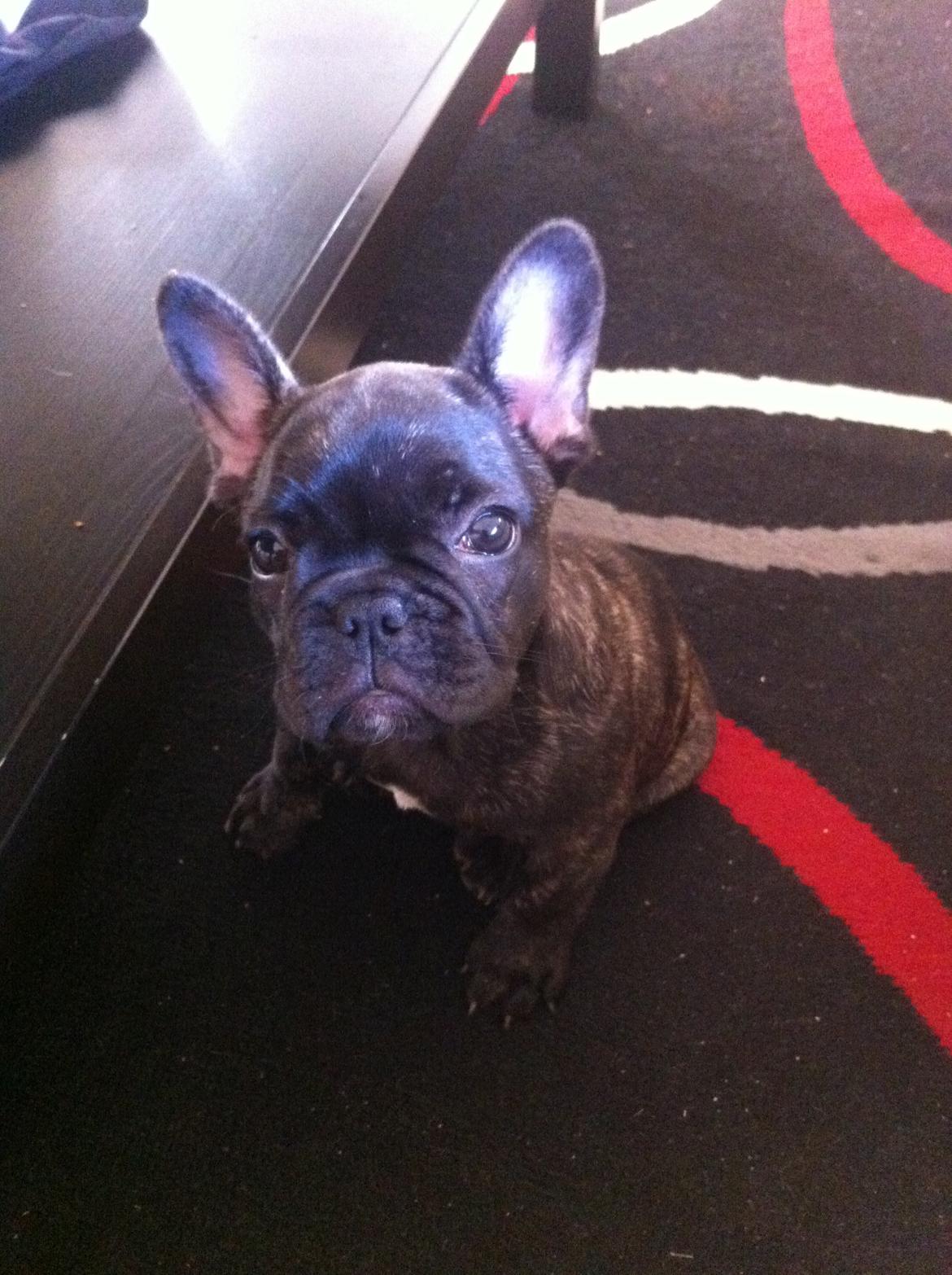 Fransk bulldog Molly billede 17