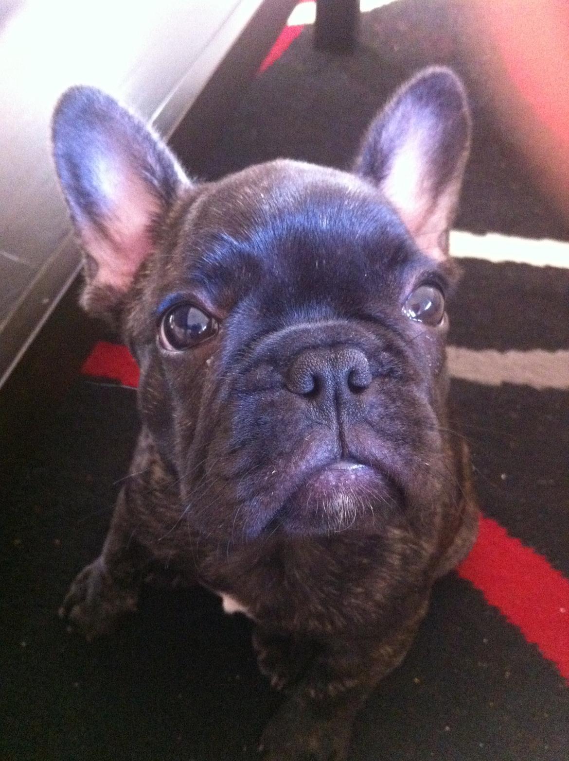 Fransk bulldog Molly billede 18