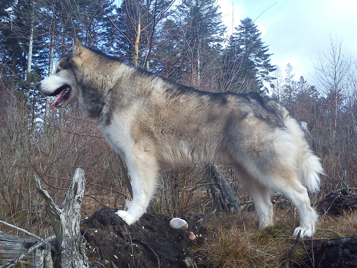 Alaskan malamute Ricky - Knap 5 år. billede 38