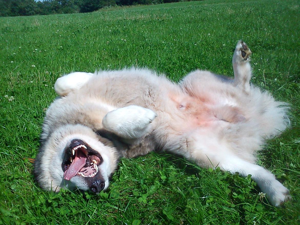 Alaskan malamute Ricky - Knap 5 år. Fjolleri på marken  billede 26