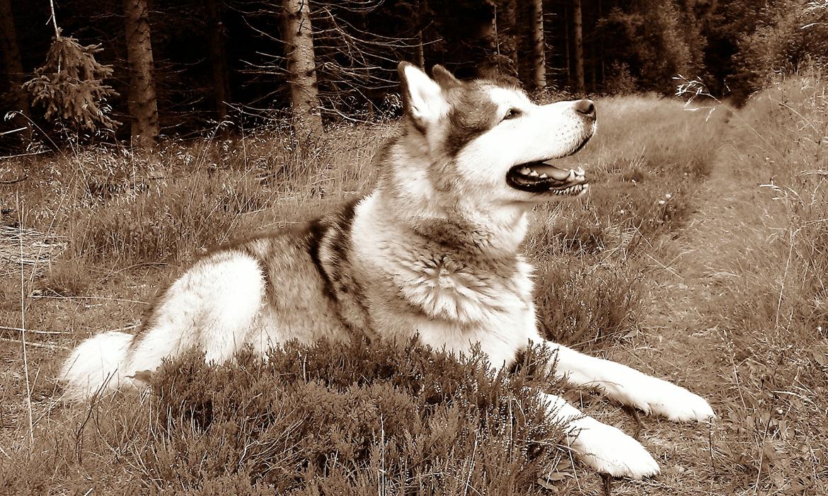 Alaskan malamute Ricky - Knap 5 år gammel. Taget med mobil  billede 4