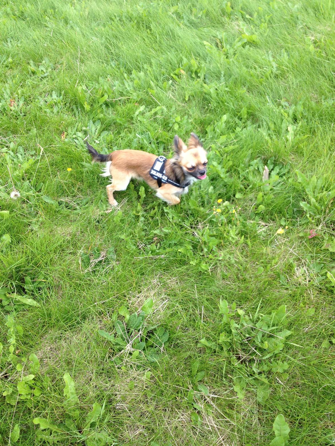 Chihuahua Sukkerpels's Davis billede 6