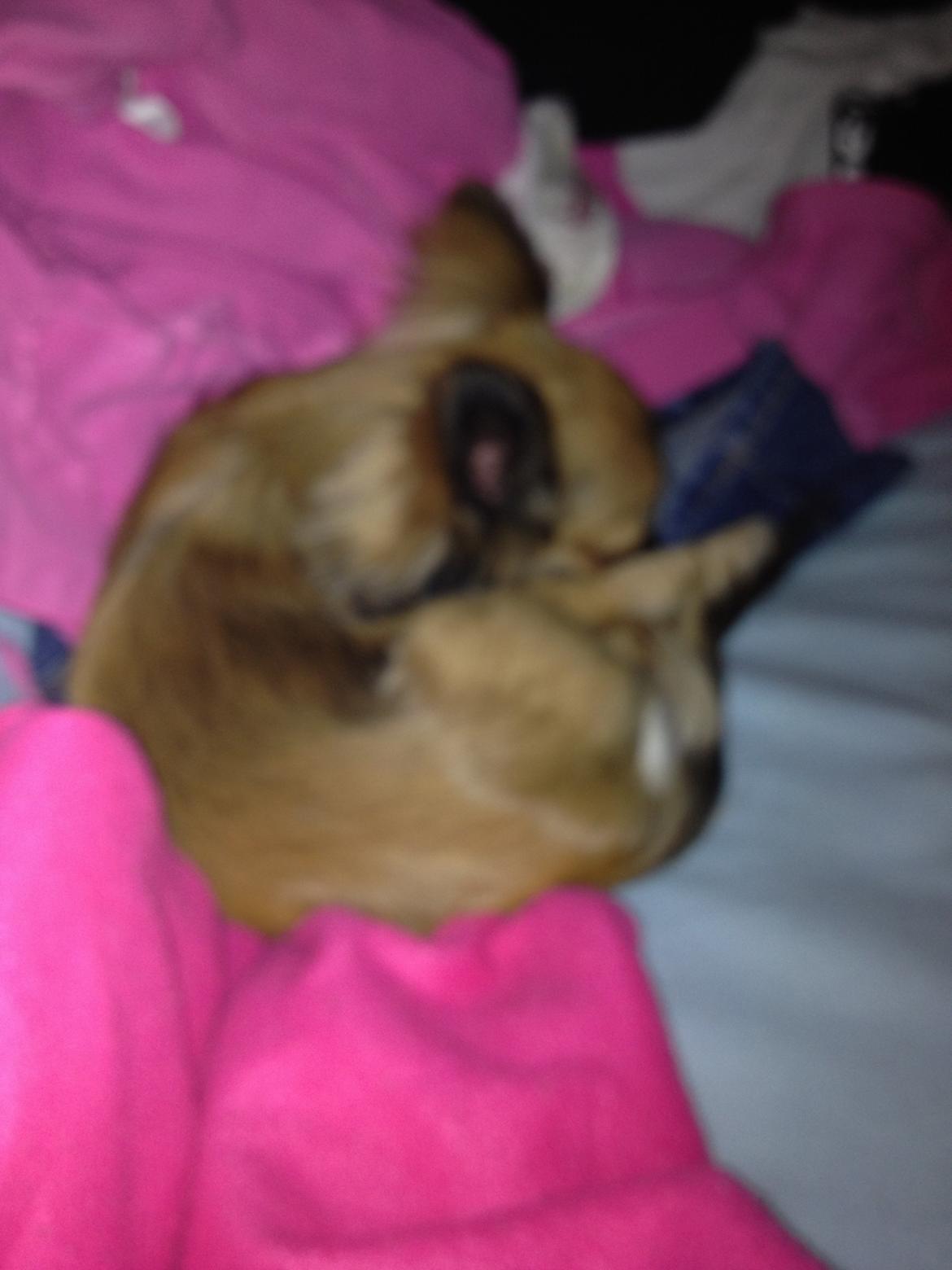 Chihuahua Sukkerpels's Davis billede 7