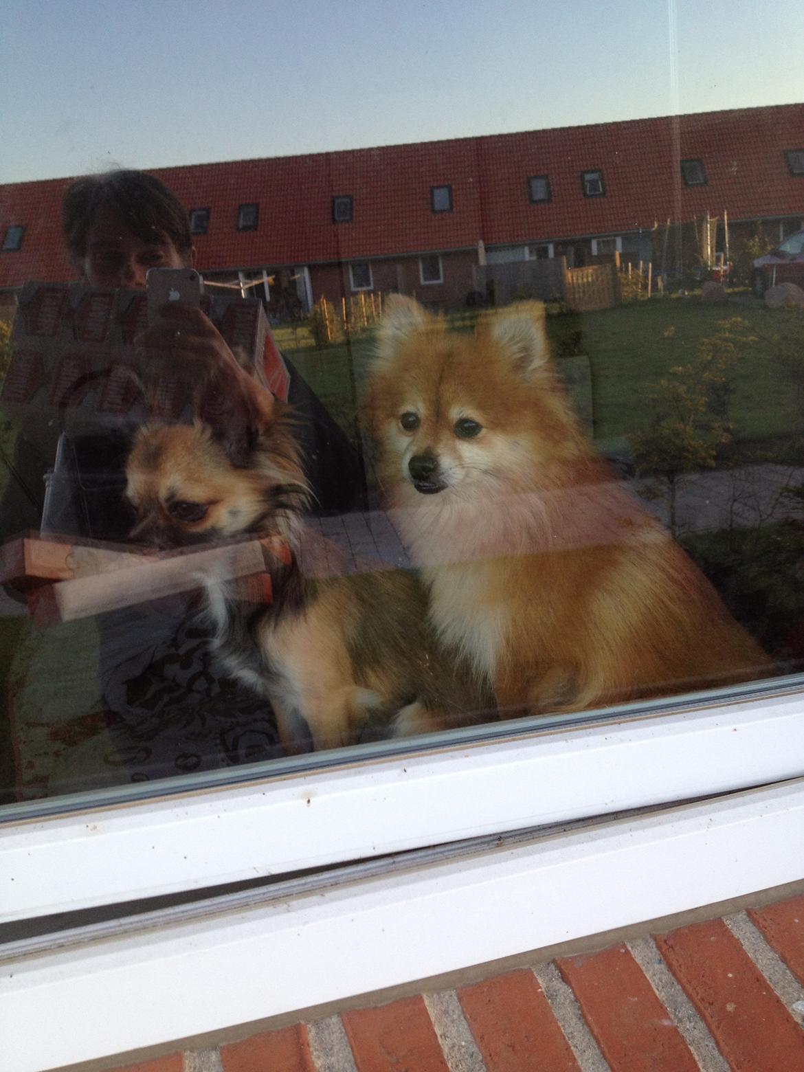 Chihuahua Sukkerpels's Davis billede 8