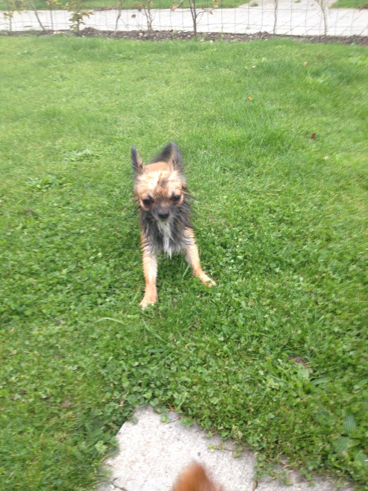 Chihuahua Sukkerpels's Davis billede 9