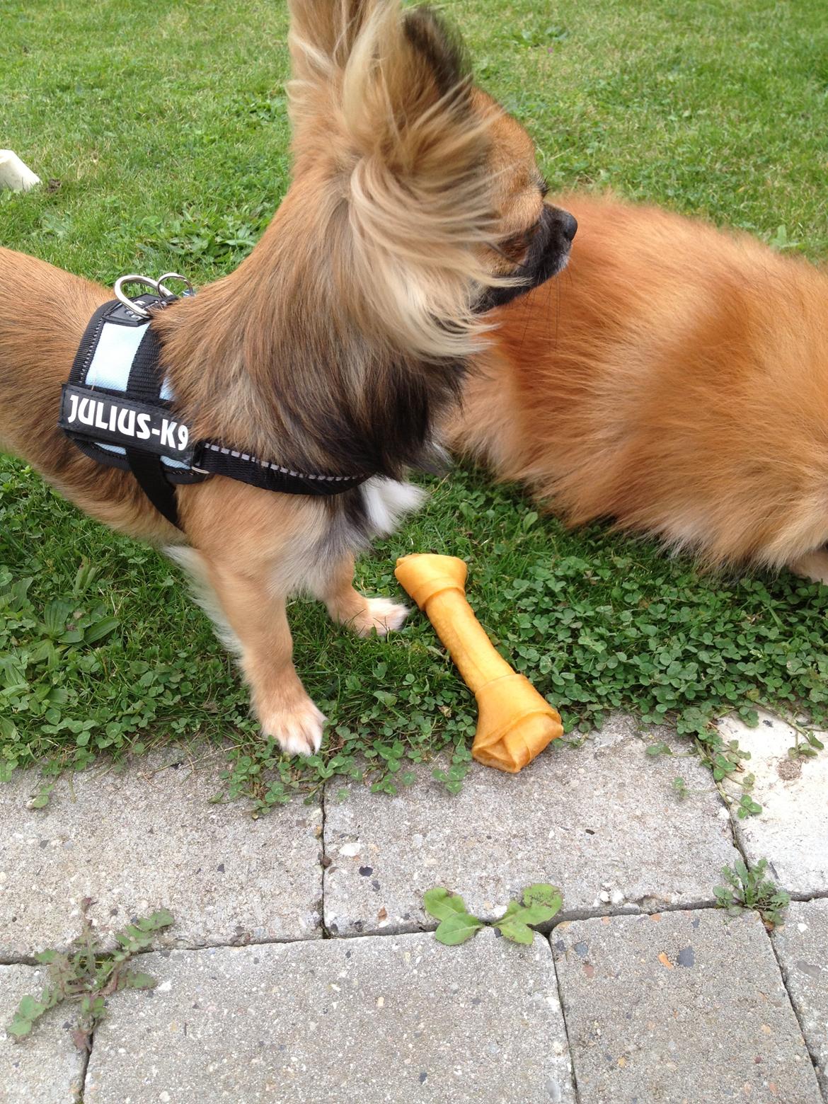 Chihuahua Sukkerpels's Davis billede 10