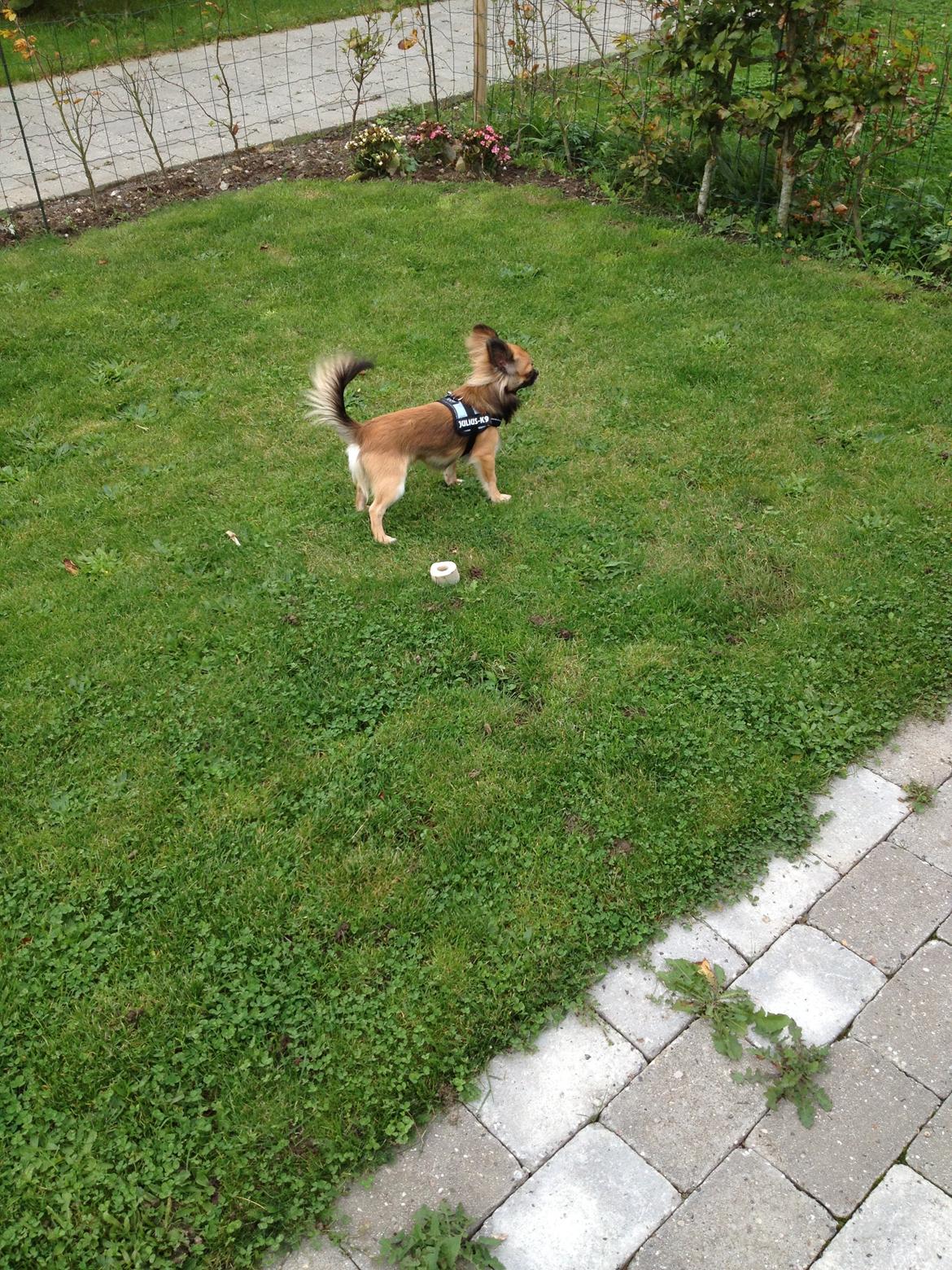 Chihuahua Sukkerpels's Davis billede 11