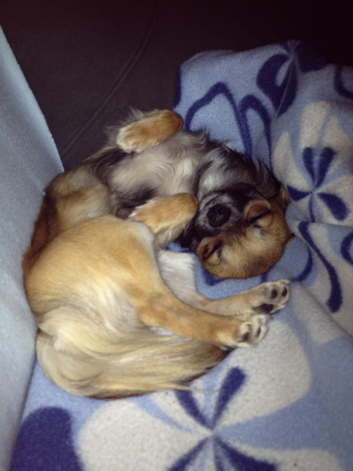 Chihuahua Sukkerpels's Davis billede 12