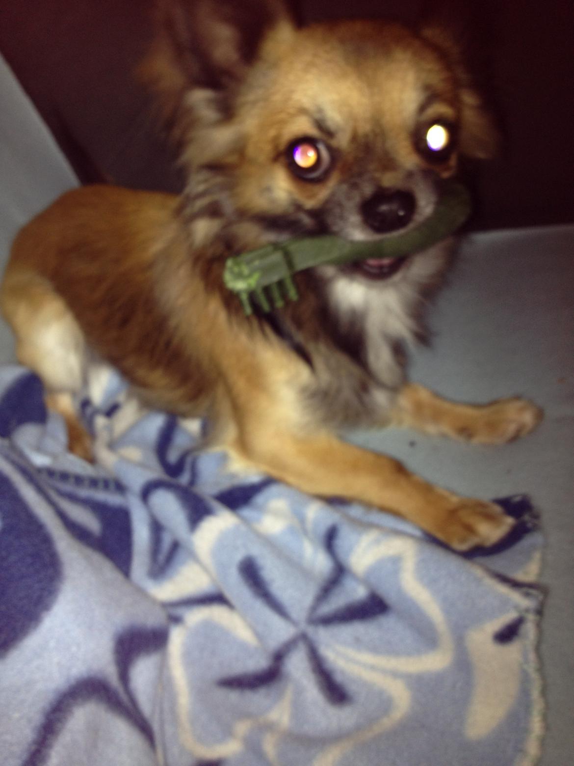 Chihuahua Sukkerpels's Davis billede 13