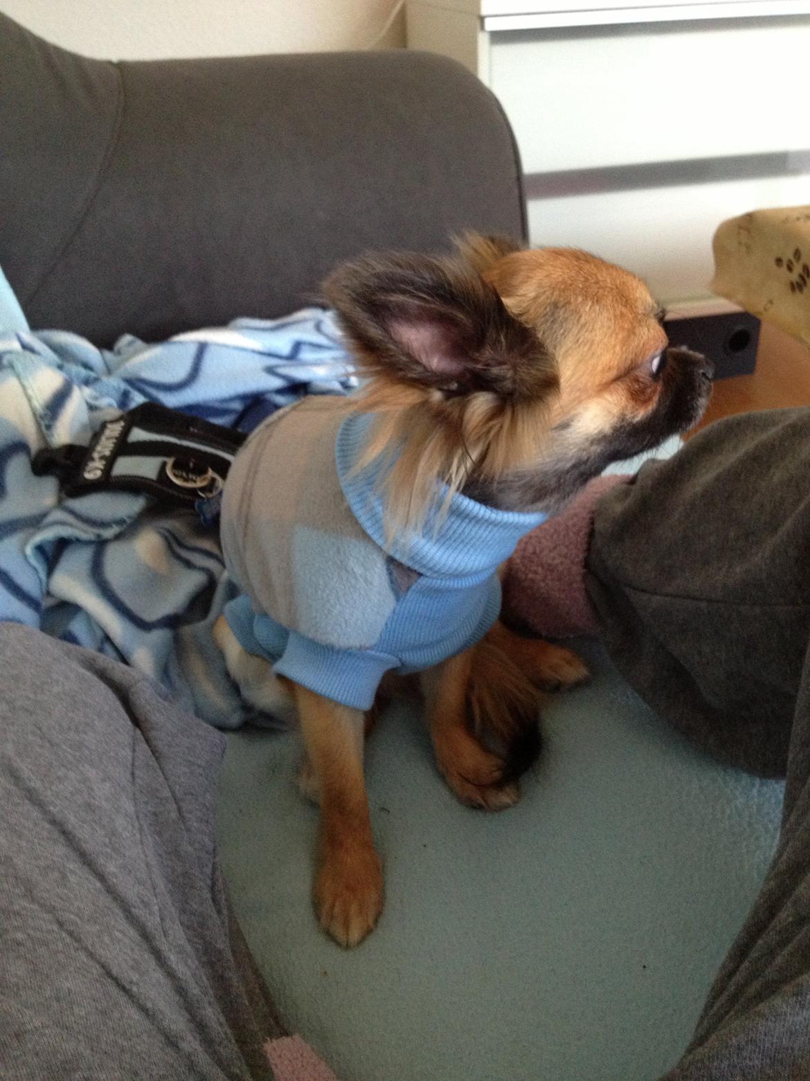 Chihuahua Sukkerpels's Davis billede 14