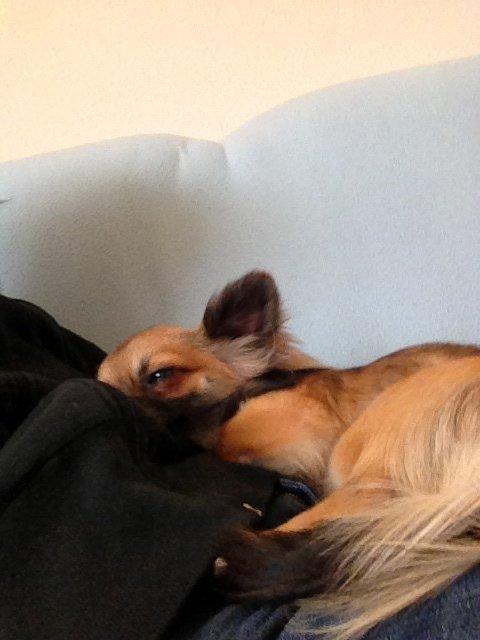 Chihuahua Sukkerpels's Davis billede 15