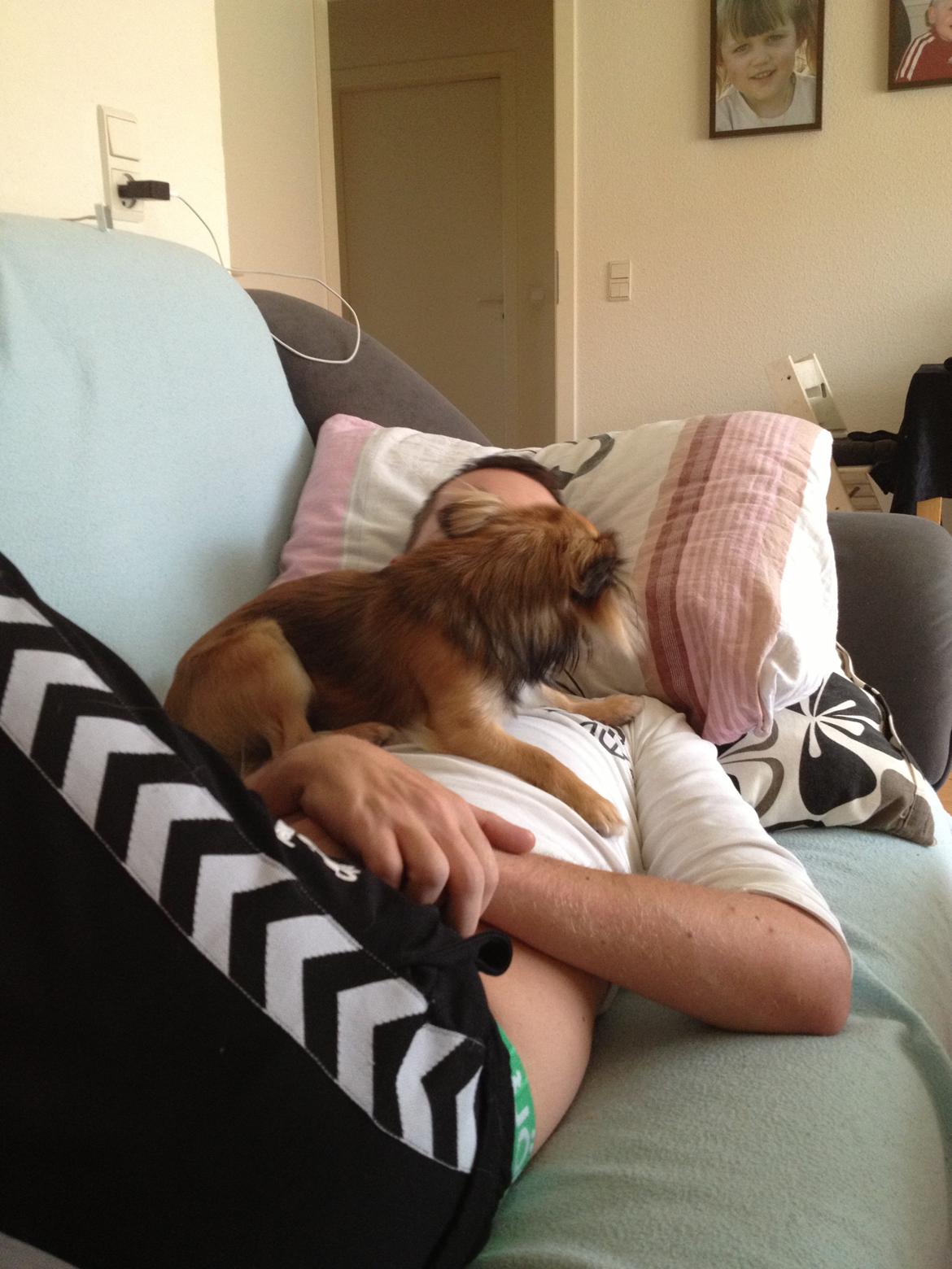 Chihuahua Sukkerpels's Davis billede 16