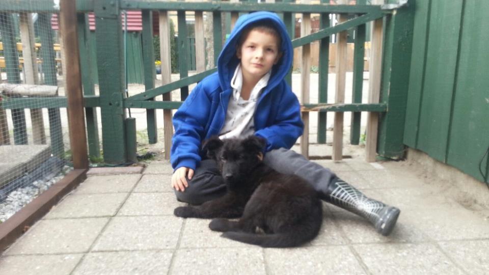 Schæferhund Dina - Mikkel og Dina billede 6