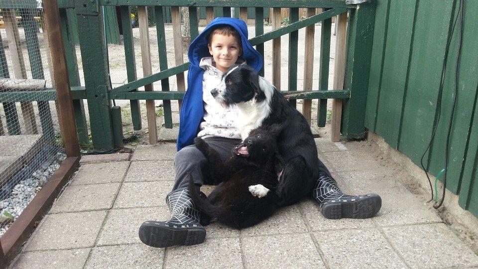 Schæferhund Dina - Mikkel, Dina og Bella billede 7