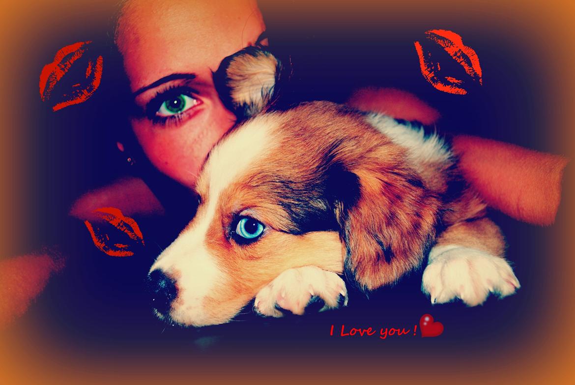 Blanding af racer Monty billede 2