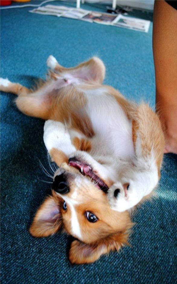 Blanding af racer Monty billede 3