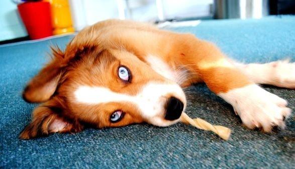 Blanding af racer Monty billede 4