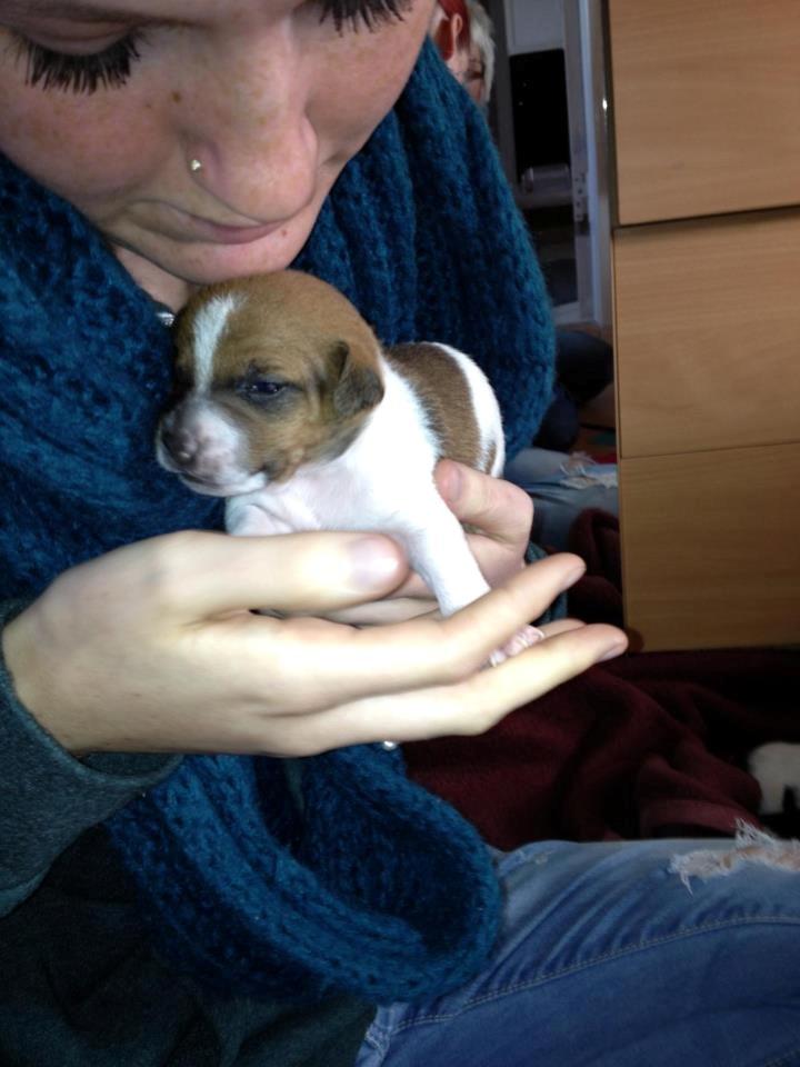 Dansk svensk gaardhund Kato <3 billede 24