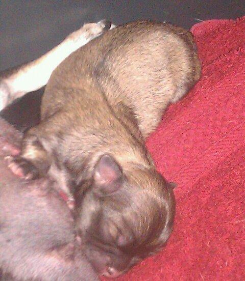 Chihuahua topper billede 2