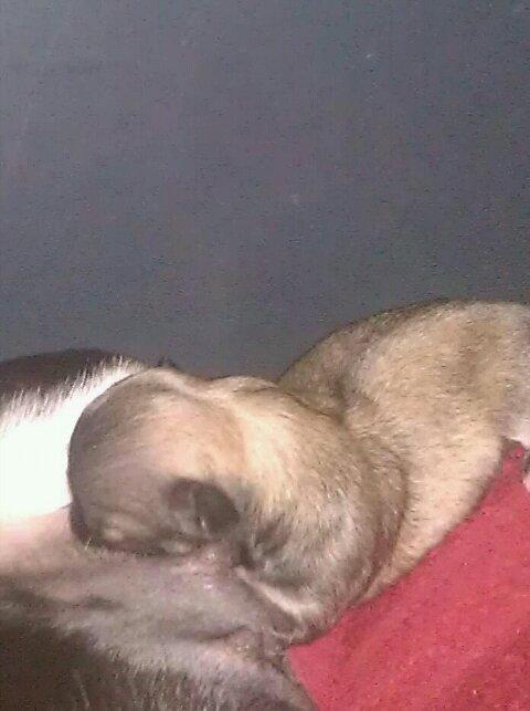 Chihuahua topper billede 3