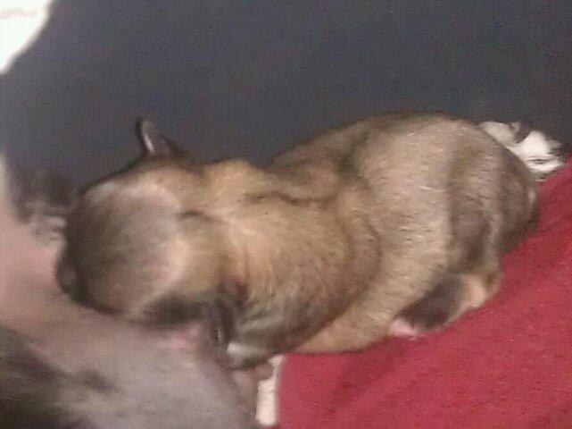 Chihuahua topper billede 4