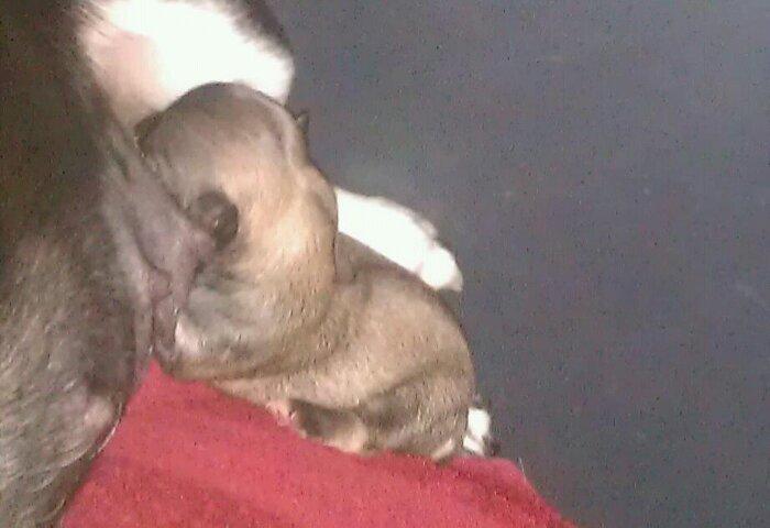 Chihuahua topper billede 5