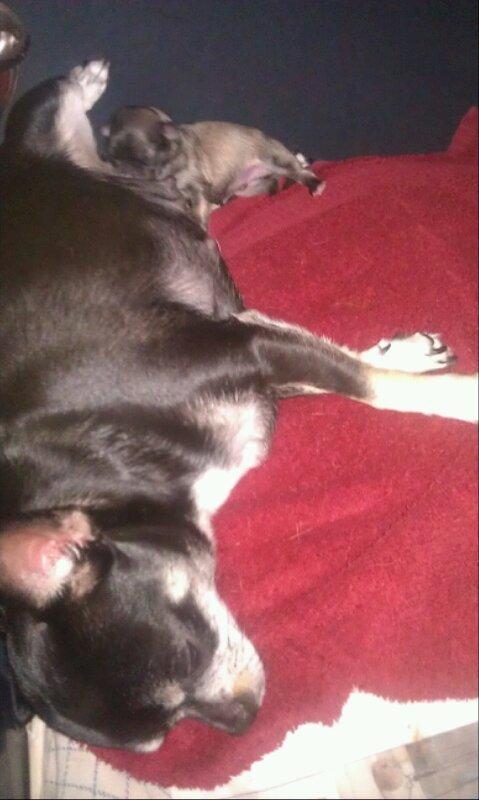 Chihuahua topper billede 6