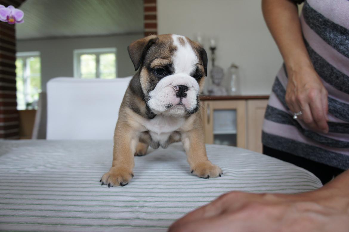 Engelsk bulldog Iggy billede 1