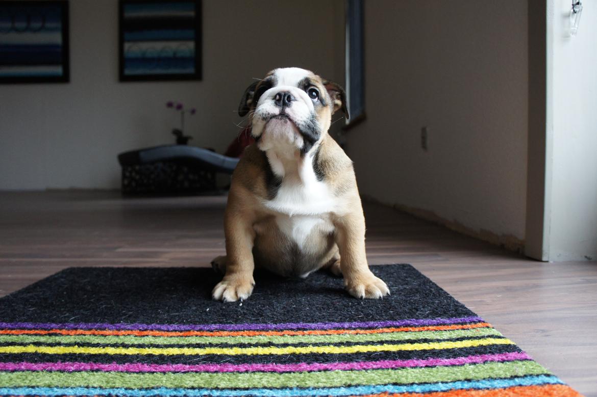 Engelsk bulldog Iggy billede 2