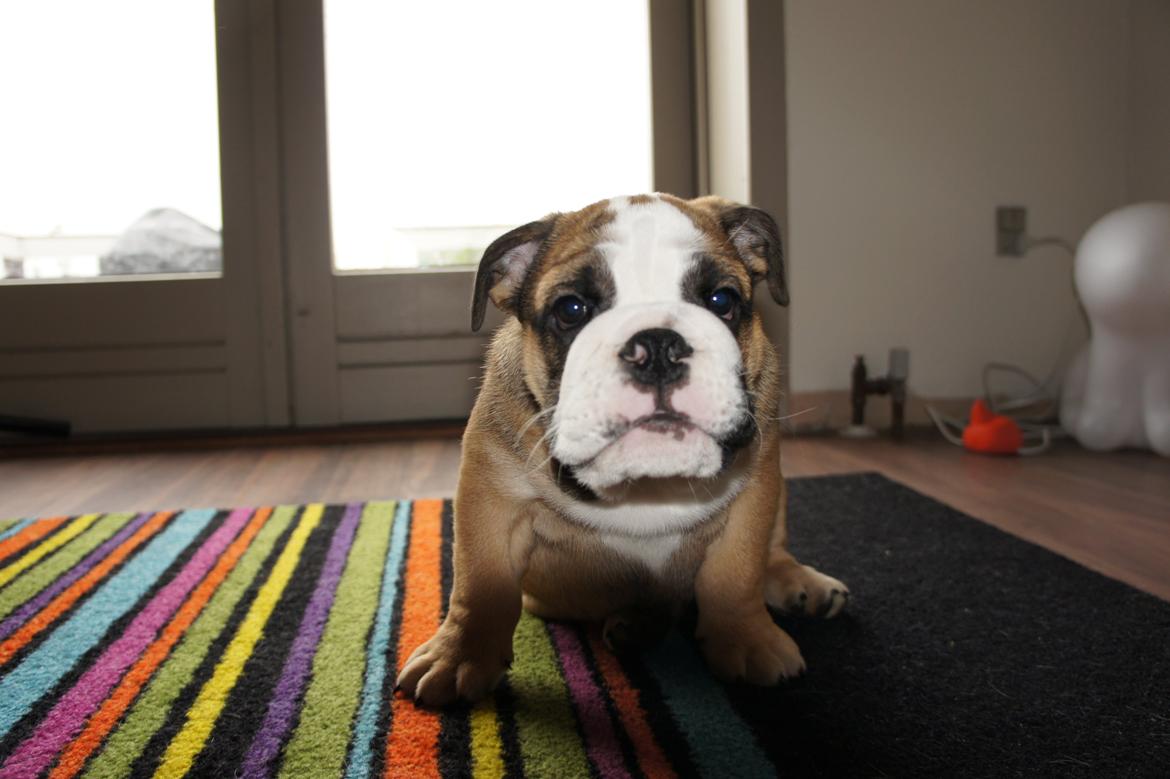 Engelsk bulldog Iggy billede 3