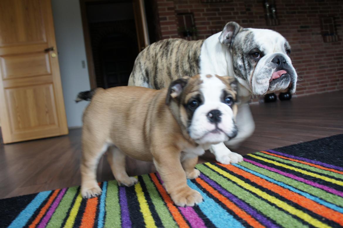 Engelsk bulldog Iggy billede 4