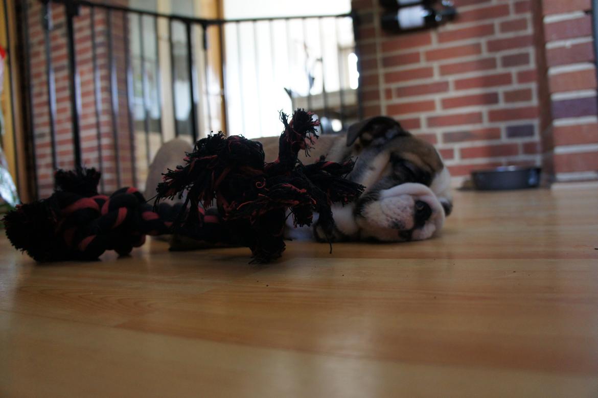 Engelsk bulldog Iggy billede 5