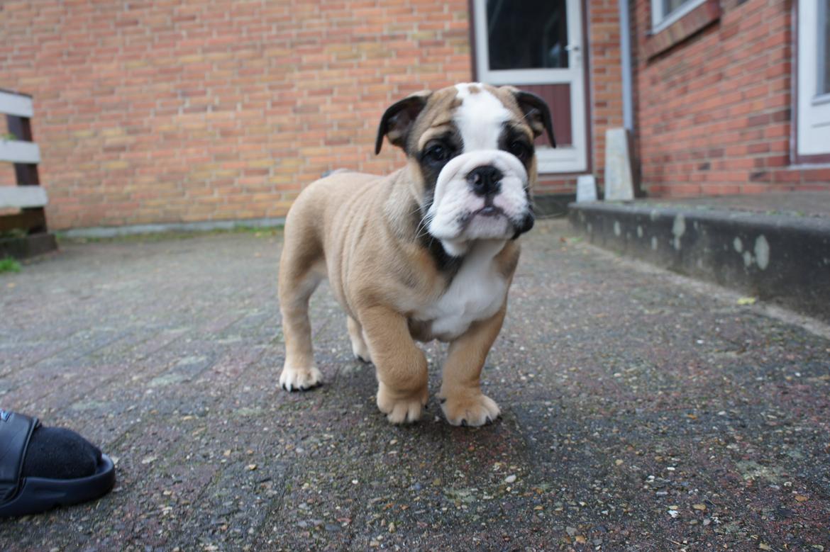 Engelsk bulldog Iggy billede 6