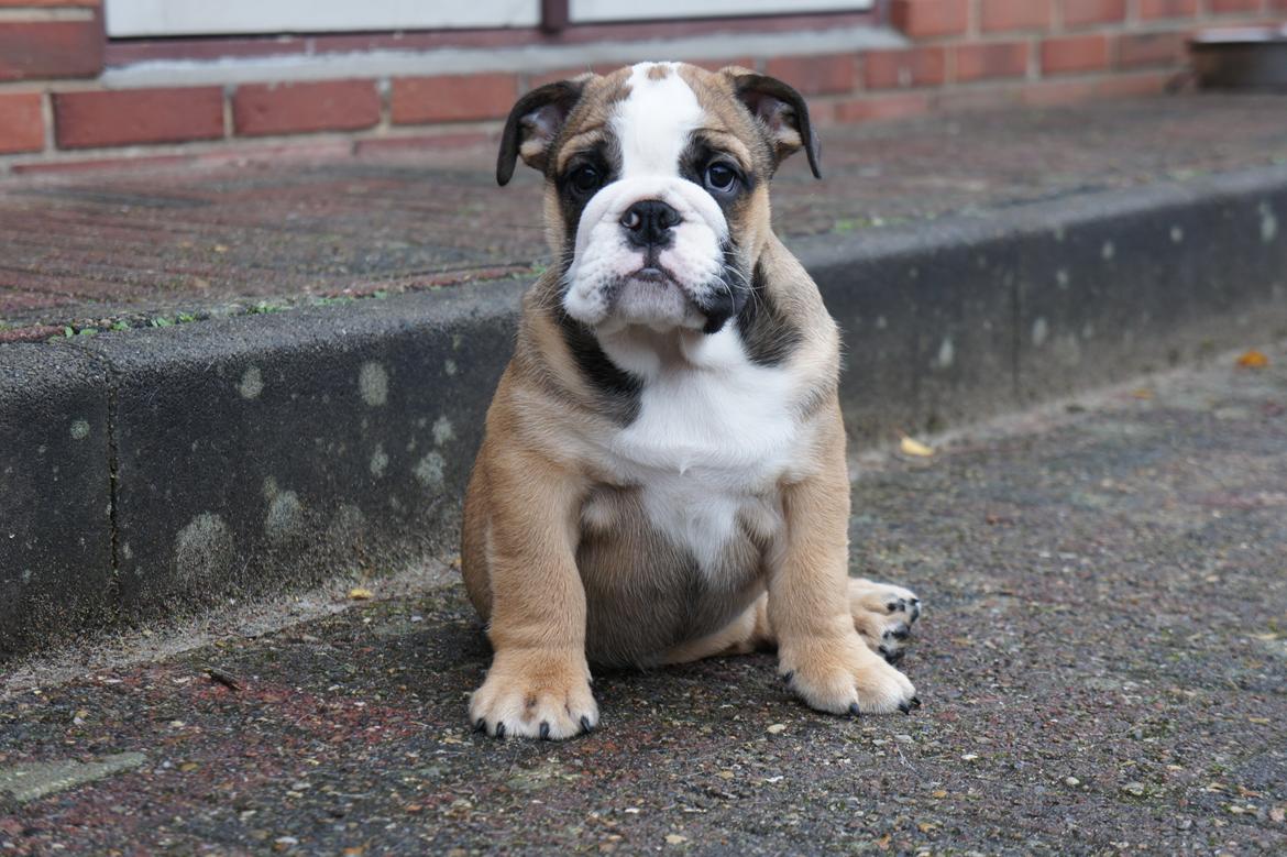 Engelsk bulldog Iggy billede 7