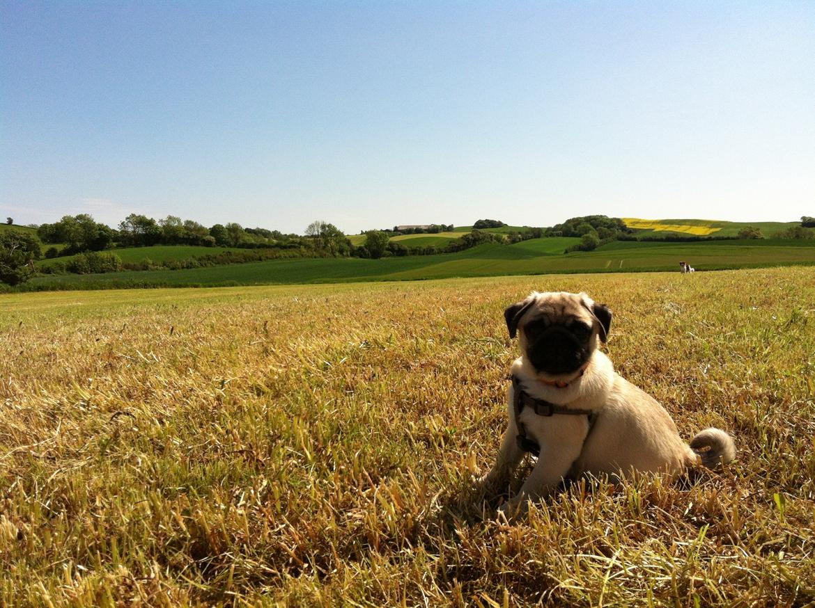 Mops Mackerly Trading Places - Murphy i det smukke landskab! billede 3