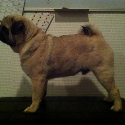 Mops Mackerly Trading Places - Murphy d. 03.10.2012. billede 7